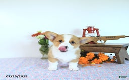Welsh Corgi Pembroke dogs for sale: Henry - Image 3