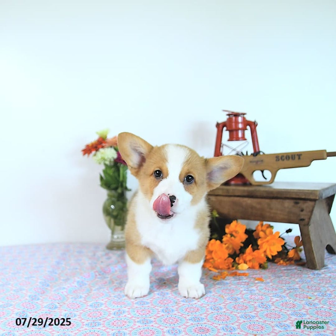 Welsh Corgi Pembroke dogs for sale: Henry - Image 3