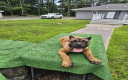 Cane Corso dogs for sale: Coco - Image 13