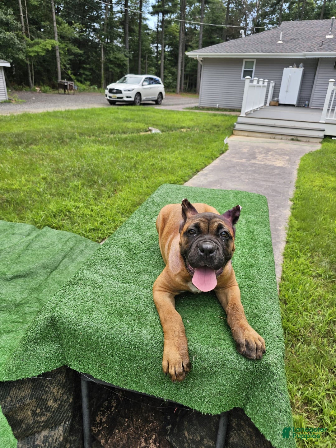 Cane Corso dogs for sale: Coco - Image 13