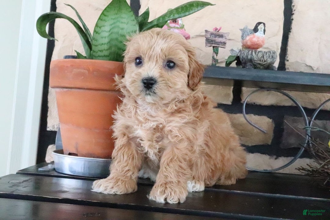 Shihpoo dogs for sale: Shih-Poo 5 puppies - Image 19
