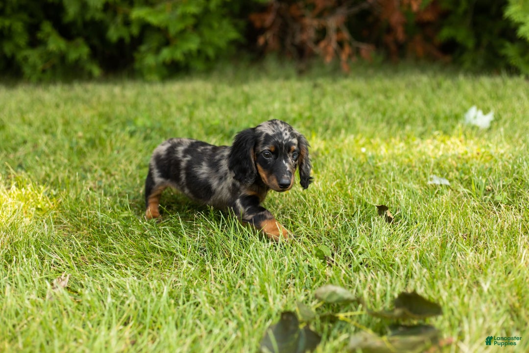 Miniature Dachshund dogs for sale: Miniature Dachshund 5 puppies - Image 5