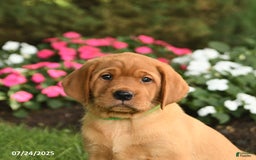 Labrador Retriever dogs for sale: Shirley - Image 3