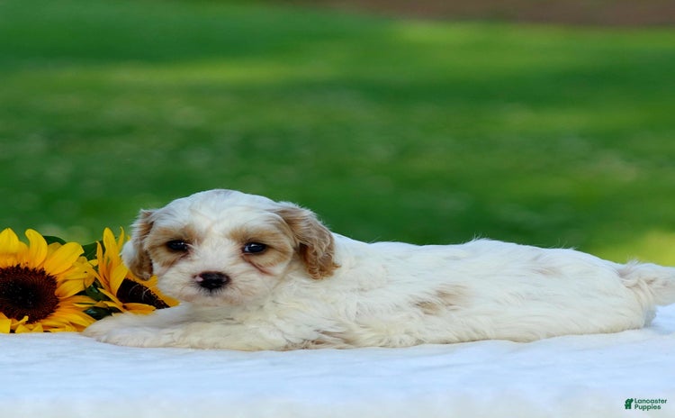 Cavapoo dogs for sale - Ad 1