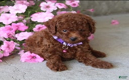 Toy Poodle dogs for sale: Tilly - Image 1