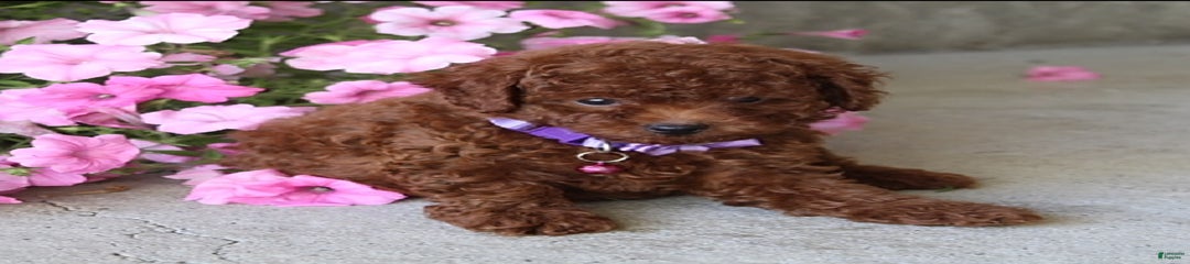 Tilly