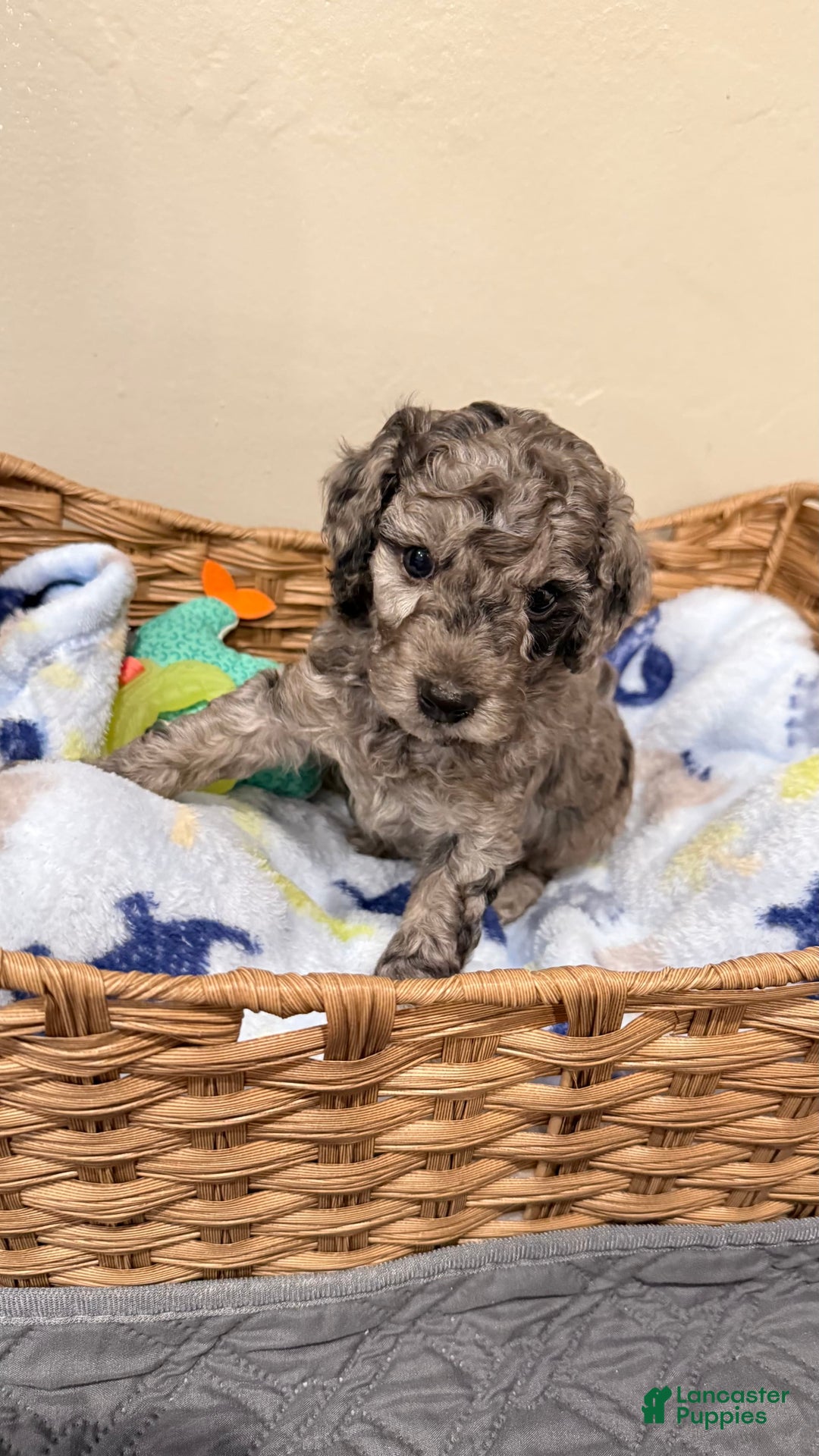 Miniature Poodle dogs for sale: Fredrick - Image 5