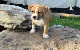 American Pit Bull Terrier dogs for sale: Helga - Image 27