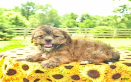 Shorkie dogs for sale: Edna - Image 3