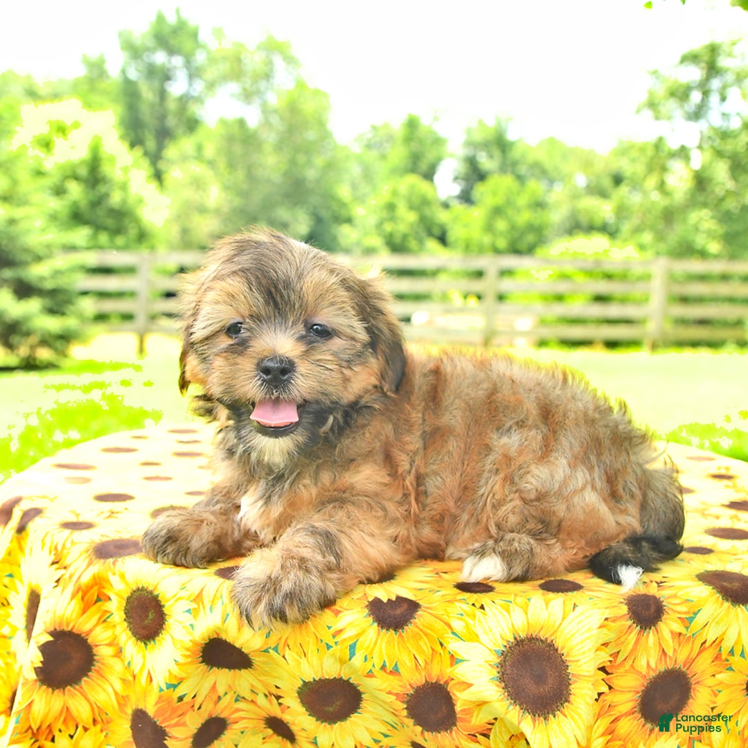 Shorkie dogs for sale: Edna - Image 3