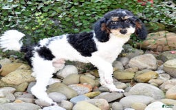 Miniature Poodle dogs for sale: Amos - Image 10