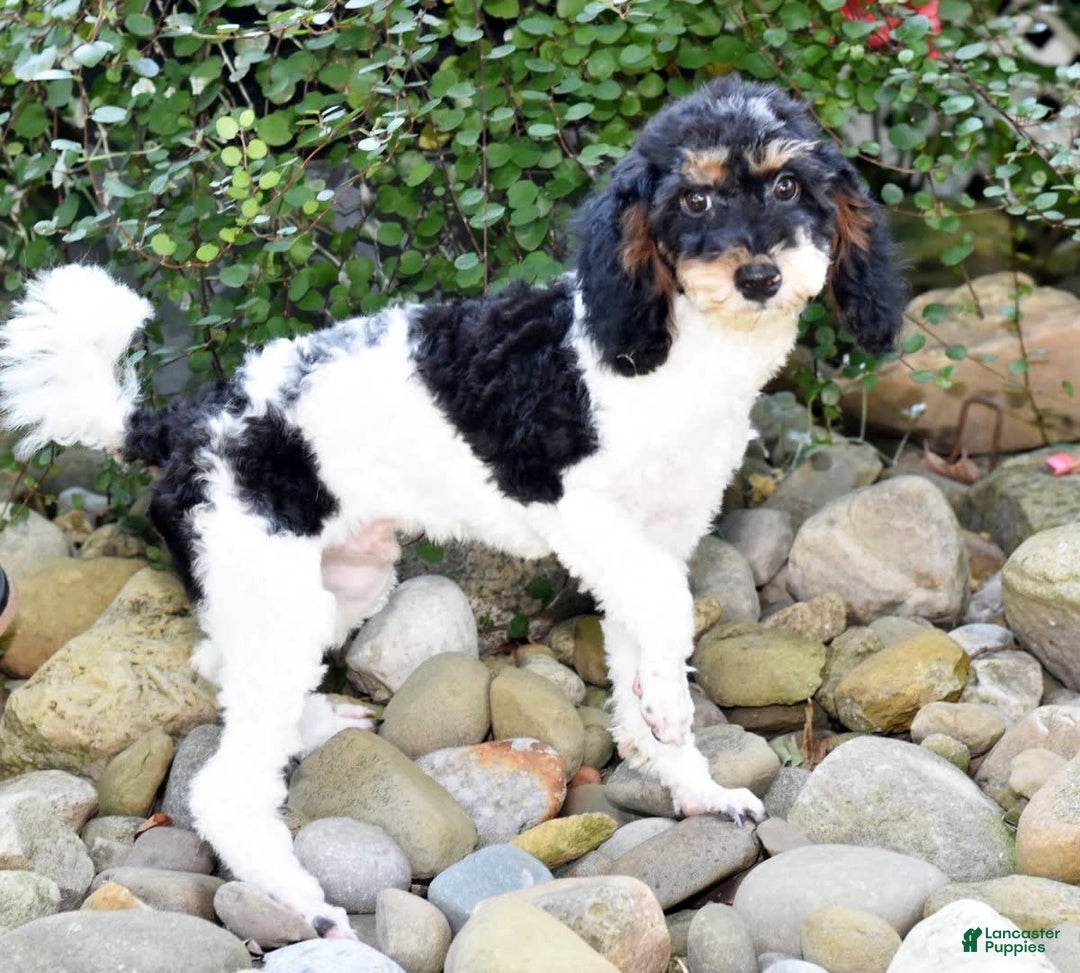 Miniature Poodle dogs for sale: Amos - Image 10