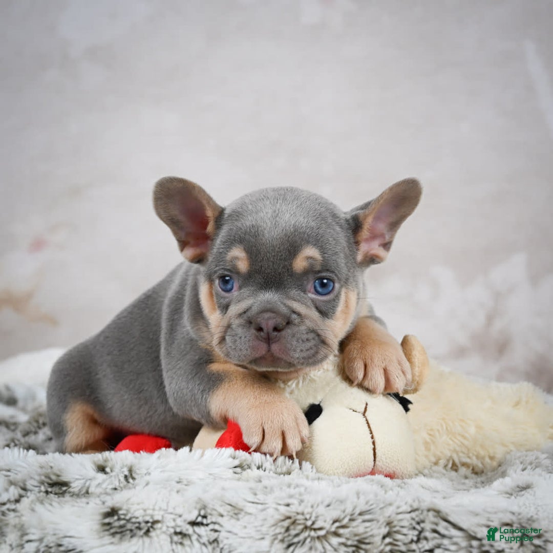 French Bulldog dogs for sale: French Bulldog 6 puppies - Image 40