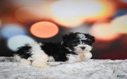 Havanese dogs for sale: Lexi - Image 3