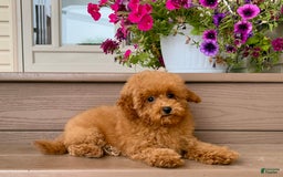 Maltipoo dogs for sale: Gorgeous - Image 16