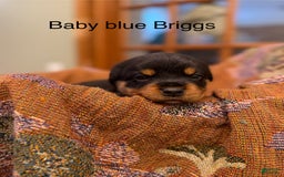 Rottweiler dogs for sale: Briggs - Image 1