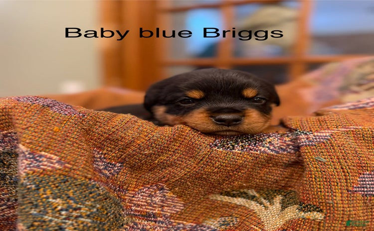 Rottweiler dogs for sale - Ad 4