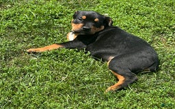 Olde English Bulldogge dogs for sale: Iris - Image 4