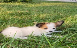 Papillon dogs for sale: Rita - Image 3