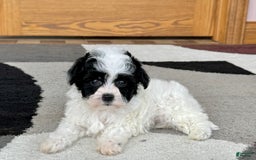 Havanese dogs for sale: Nathan - Image 2