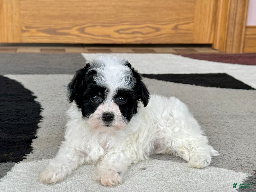 Havanese dogs for sale: Nathan - Image 2
