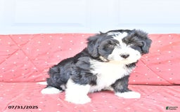 Miniature Bernese Mountain Dog dogs for sale: Candy - Image 7