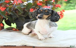 Miniature Dachshund dogs for sale: Nicholas - Image 6