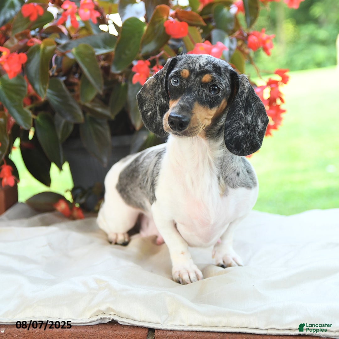 Miniature Dachshund dogs for sale: Nicholas - Image 6