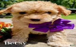 Goldendoodle dogs for sale: Betsy - Image 1