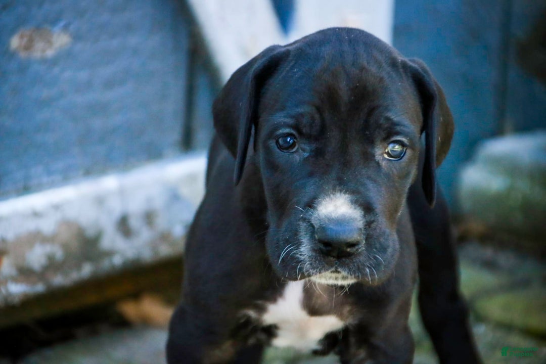 Great Dane dogs for sale: Athena - Image 7