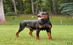 Doberman Pinscher dogs for sale: Male Puppy - Image 1