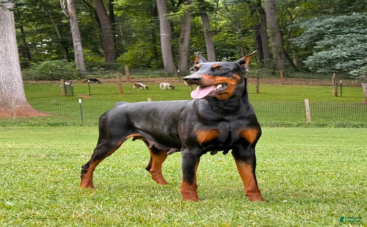 Doberman Pinscher dogs for sale - Ad 1