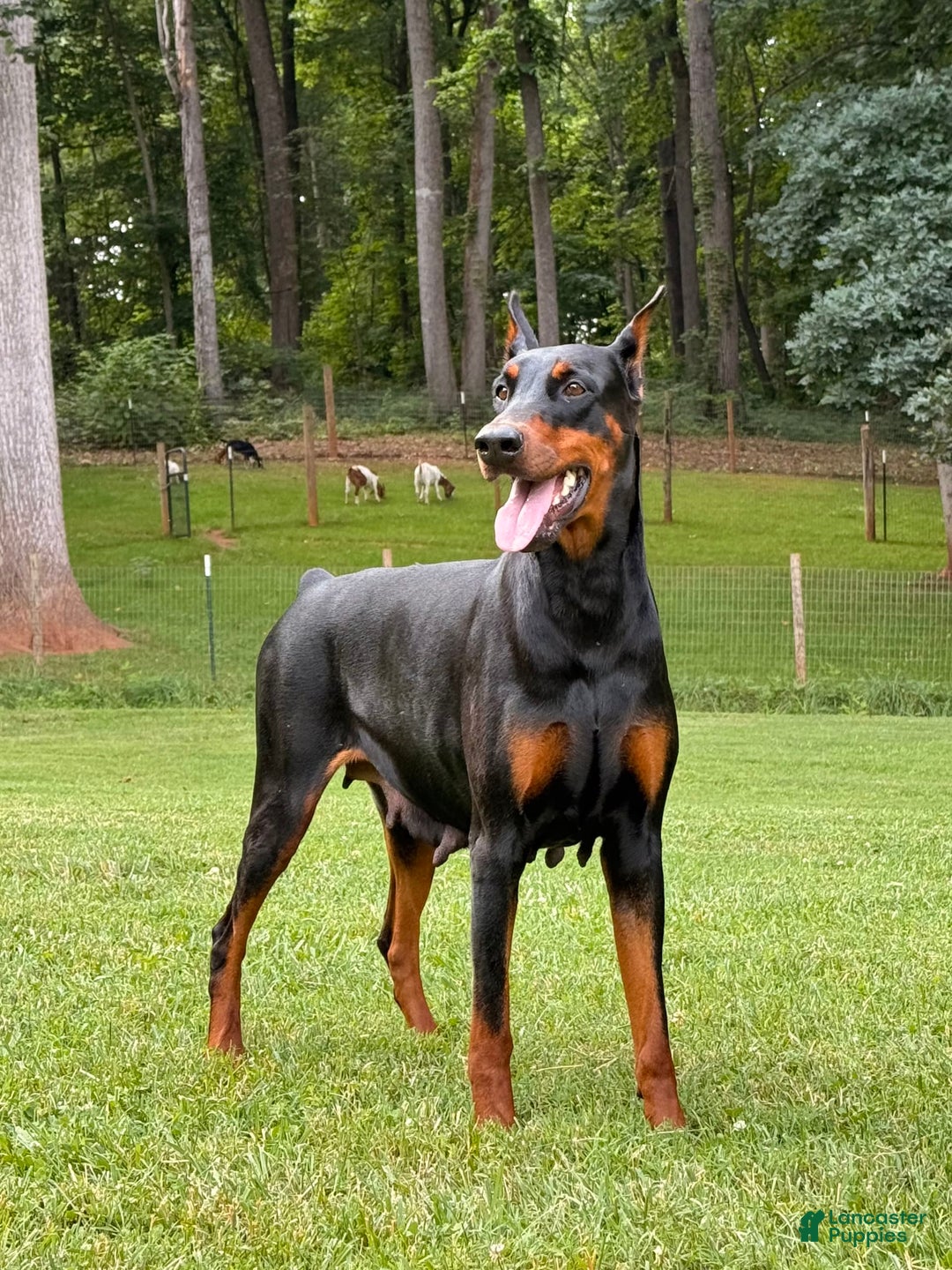 Doberman Pinscher dogs for sale: Male Puppy - Image 1