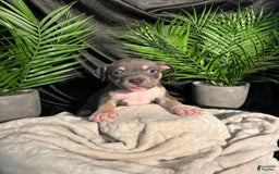 American Bully dogs for sale: Rosey - Image 21