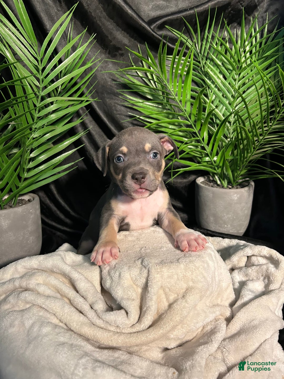 American Bully dogs for sale: Rosey - Image 21