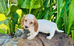Miniature Dachshund dogs for sale: Lemon Drop - Image 3