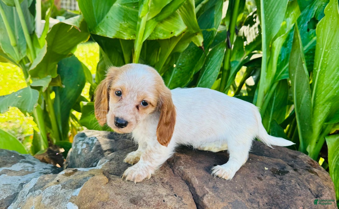 Miniature Dachshund dogs for sale: Lemon Drop - Image 3