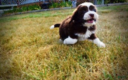 Havapoo dogs for sale: Juliet - Image 5