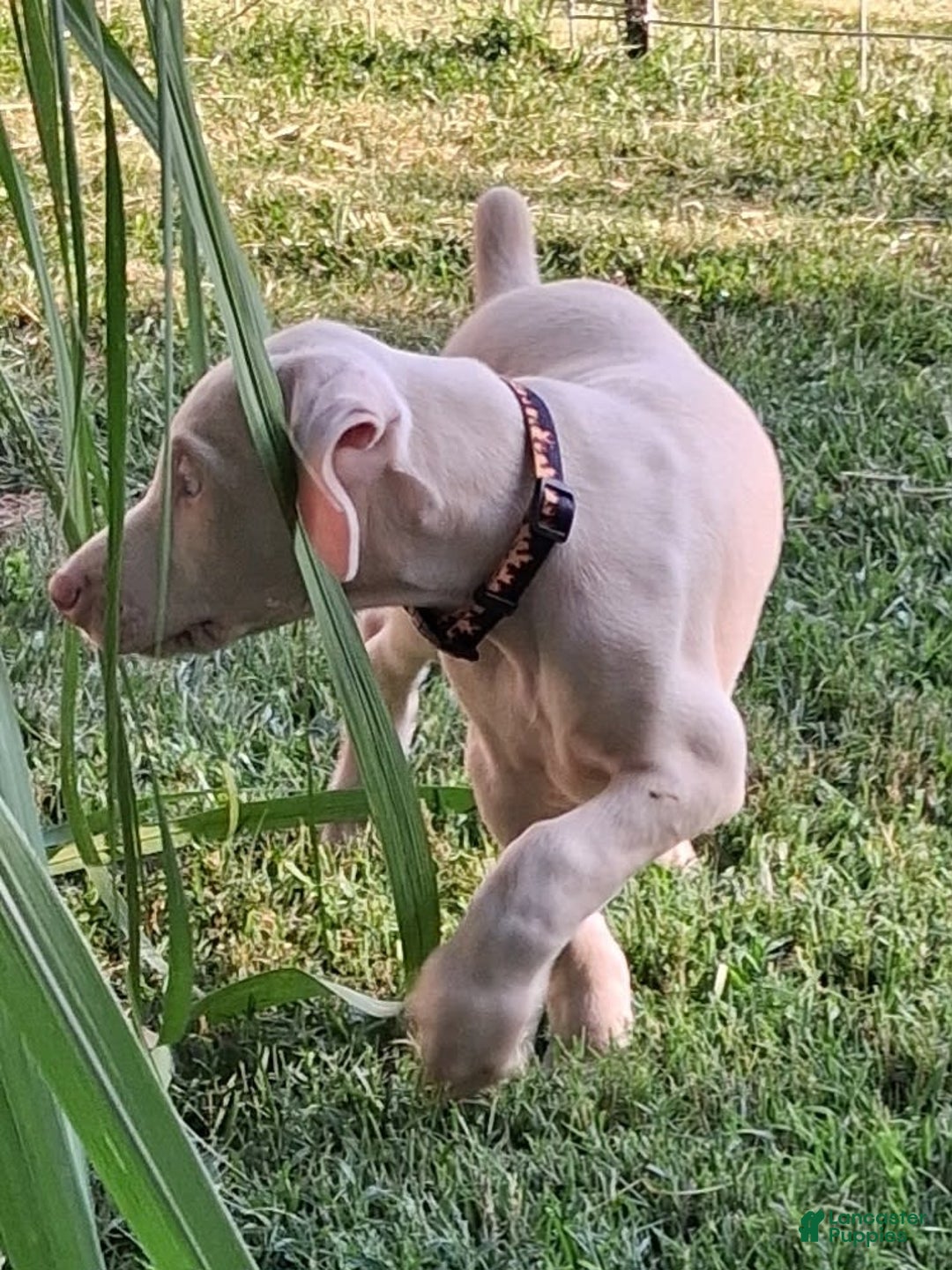 Doberman Pinscher dogs for sale: White Collar - Image 4