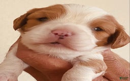Cavalier King Charles Spaniel dogs for sale: Blenheim Boy - Image 11