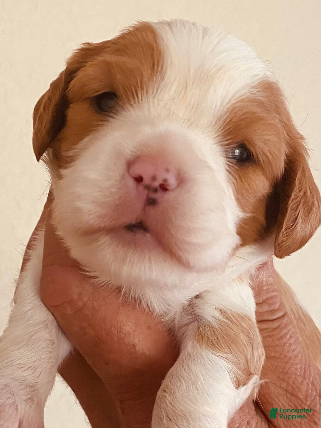 Cavalier King Charles Spaniel dogs for sale: Blenheim Boy - Image 11