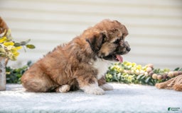 Mini Aussiedoodle dogs for sale: Rambo - Image 3