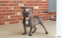 Frenchton dogs for sale: Nancy - Image 7