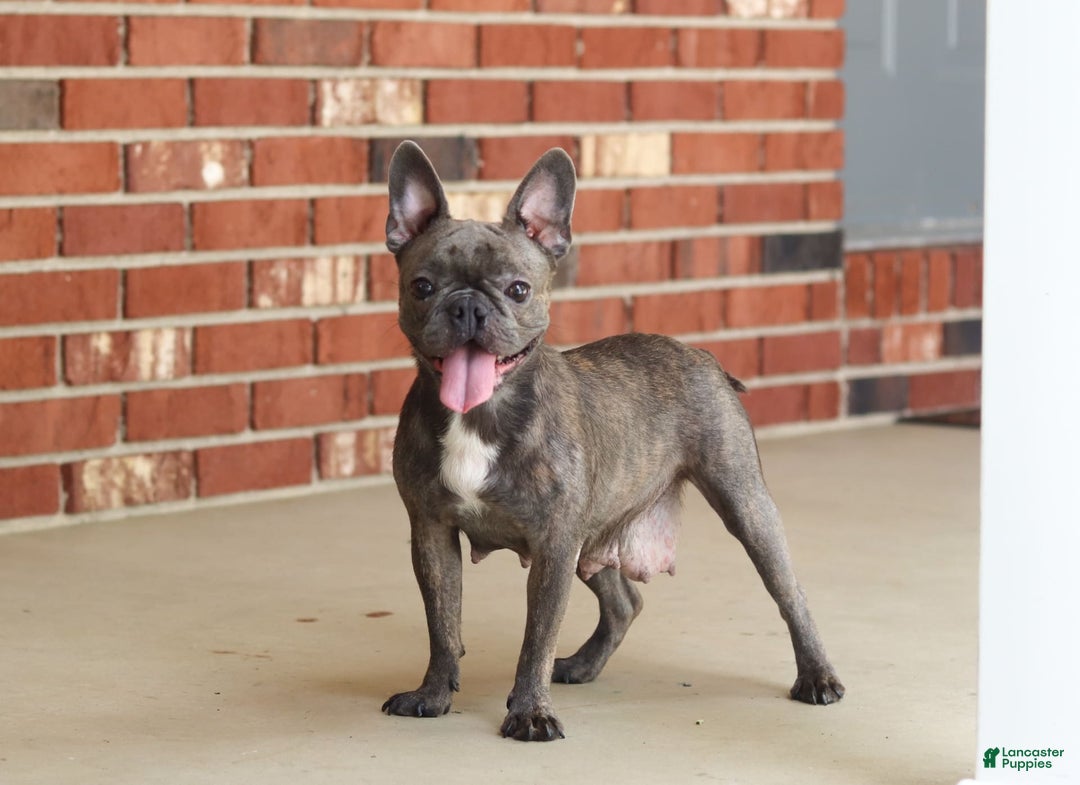 Frenchton dogs for sale: Nancy - Image 7