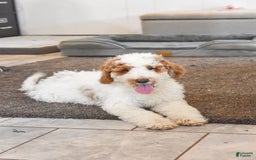 Goldendoodle dogs for sale: Milo - Image 2