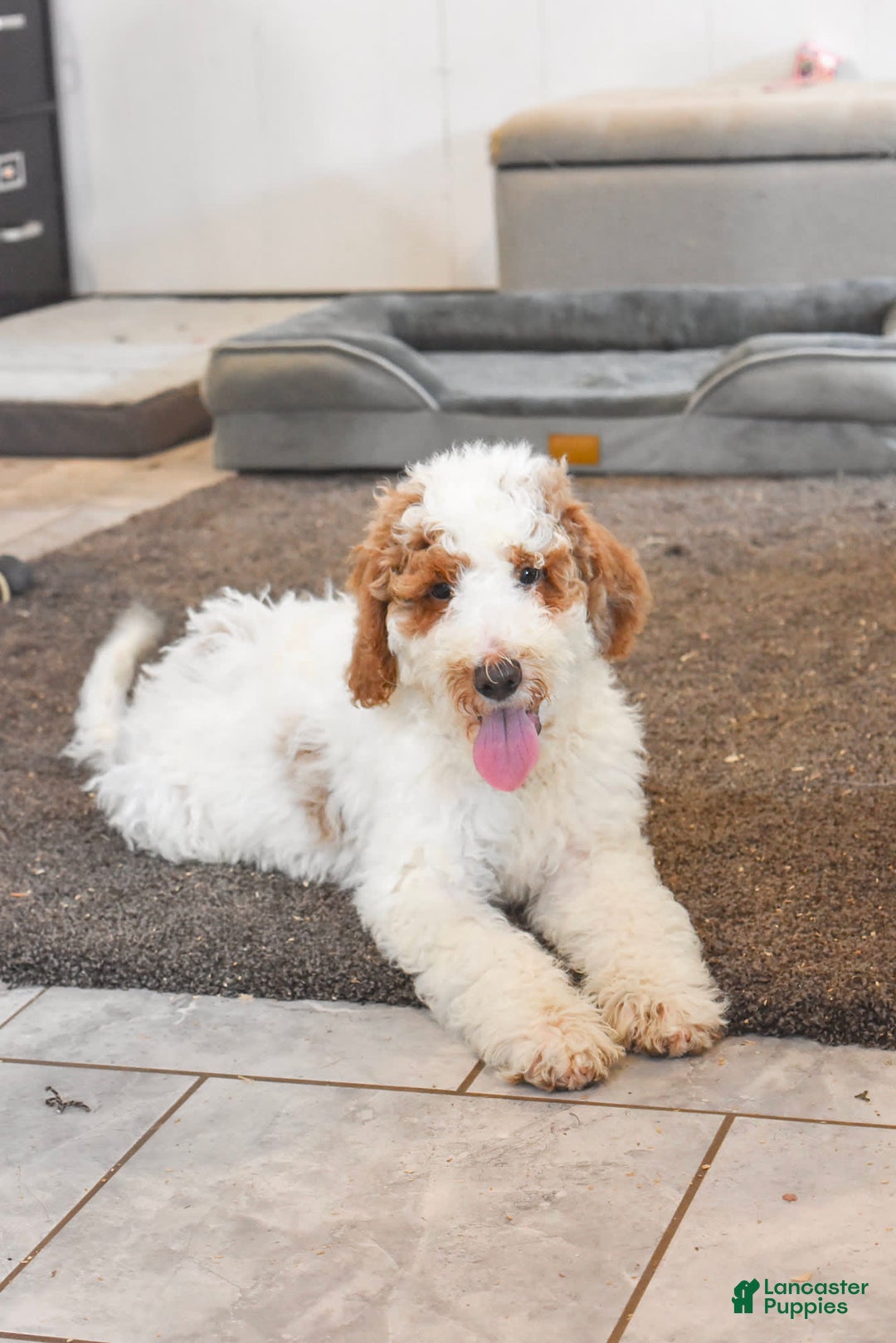 Goldendoodle dogs for sale: Milo - Image 2