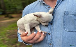 Chihuahua dogs for sale: Lancelot - Image 10