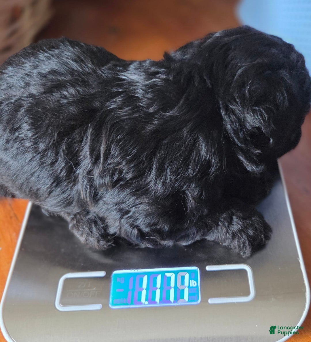 Toy Poodle dogs for sale: Paisley Male - Image 2
