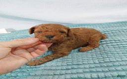 Toy Poodle dogs for sale: Kinley - Image 9