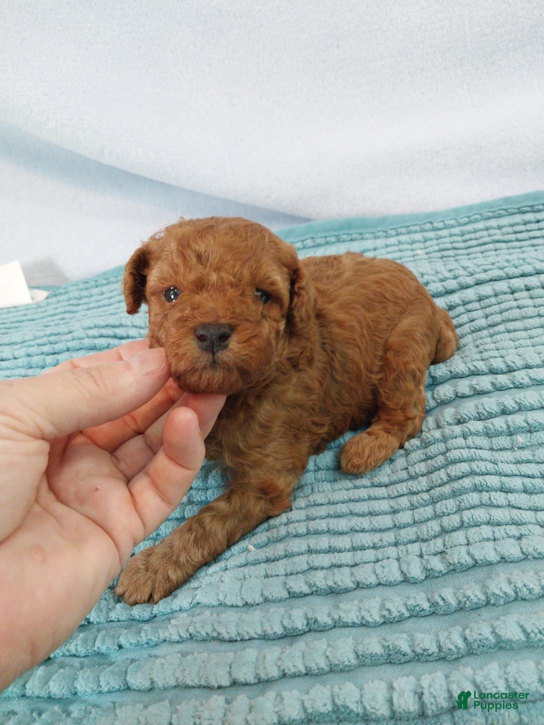 Toy Poodle dogs for sale: Kinley - Image 9